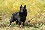 SCHIPPERKE 419